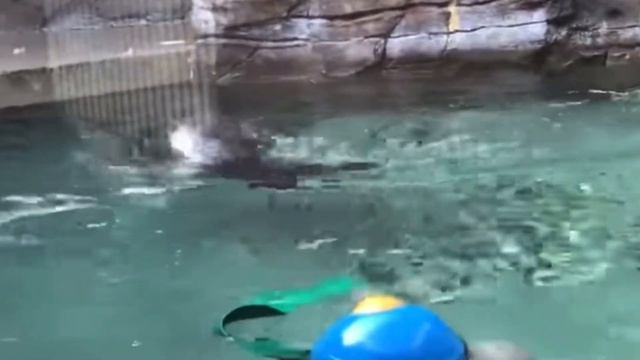 Why otters 🦦 are evil criminals смотреть онлайн