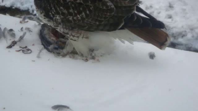 Crazy Hawk Murders Pigeon Outside My Window 1 of 2 смотреть онлайн