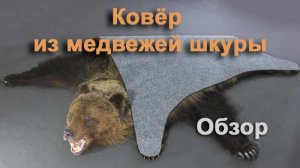 Ковёр из шкуры медведя-обзор