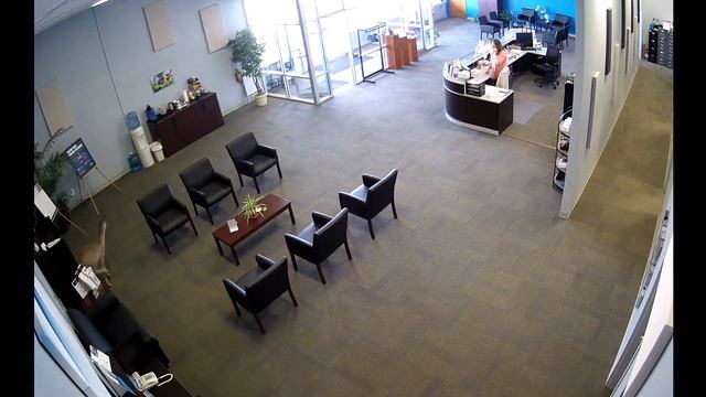 Deer crashes through office window смотреть онлайн
