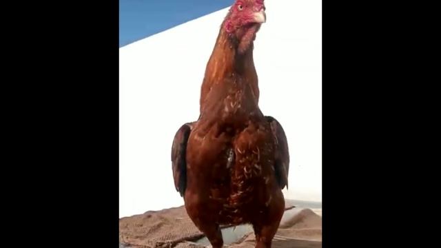 winner against 9 times champion ۔ Beautiful peela смотреть онлайн