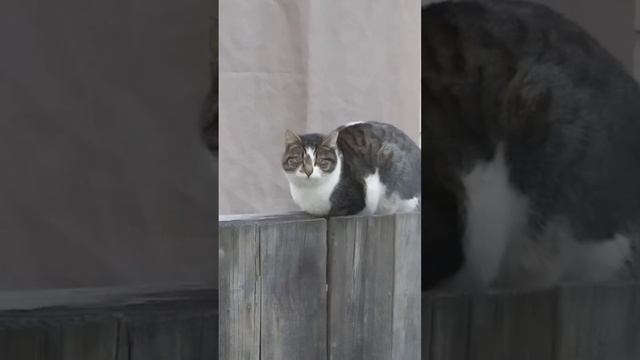 Possible demon cat out my window смотреть онлайн