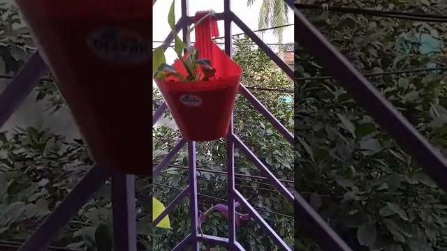My Window 🏡 garden. 7 members only ❤️ смотреть онлайн