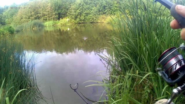 just a thew fish on the window feeder . смотреть онлайн
