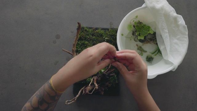 DIY Aqua-darium - Planted Aquarium Paludarium смотреть онлайн