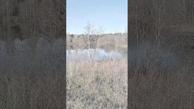 озеро Борковское, Торопецкий район, осень в лесу #осень #озеро #Торопец #осеньвлесу #лесноеозеро смотреть онлайн