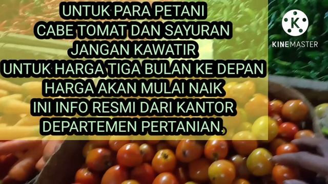 HARGA TOMAT DAN CABAI HARI INI . смотреть онлайн