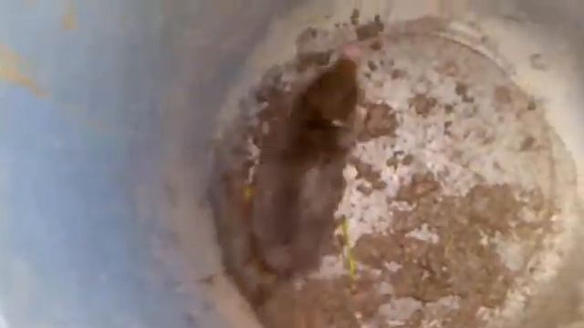 Kurmis смотреть онлайн