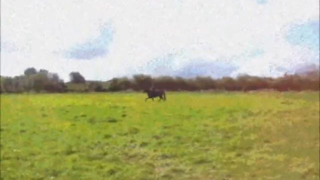 bordem video created with 2.6 old version of movie maker смотреть онлайн