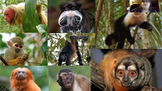 Dr Mueller vlog Overview of Primates смотреть онлайн
