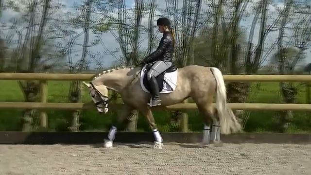 Gaudhy, 5yr Welsh mare by Ald Feart's Leo смотреть онлайн