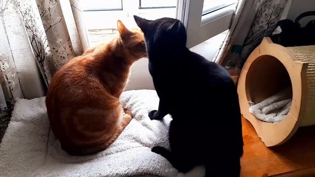 What You Doing Up There Bro? | Cat Climbing And Falling Off The Window смотреть онлайн