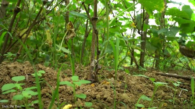 Single Girl: Harvesting Cucumbers Goes market to sell with her children | Cooking with two children смотреть онлайн