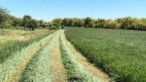 Косим сено- экспарцет|Засуха 2024| Белгород