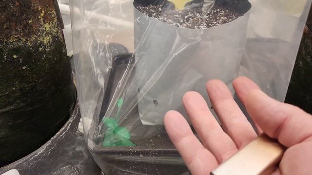 Octopot Weekly update autoflower grow #3 Knows Candy f3. first day of germination. смотреть онлайн