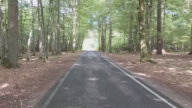 Беловежская пуща, 2024 смотреть онлайн