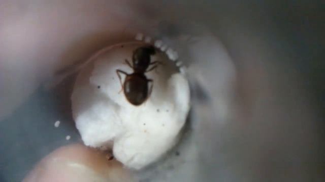 Lasius Niger матка и расплод. смотреть онлайн