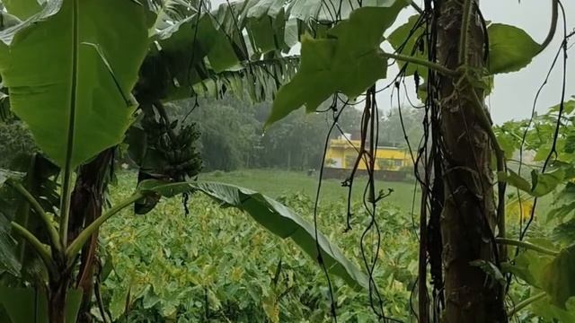🔴Morning RAIN for Relaxing, Study, music ||#RHD4KVIDEOS Live streaming смотреть онлайн