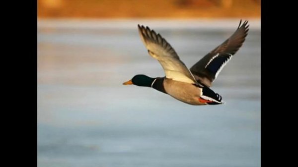 Brigitte Bardot - La chasse