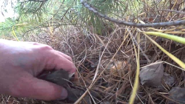 Белые , маслята 12.11.2020 г. смотреть онлайн