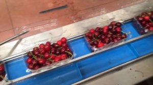 Линия упаковки черешни в контейнеры коррекс