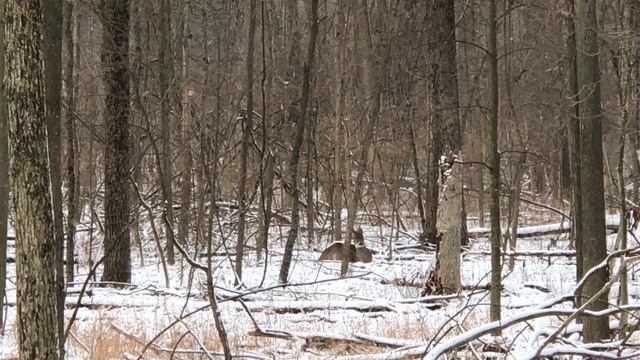 Deer sitting in the snow while it's snowing outside смотреть онлайн