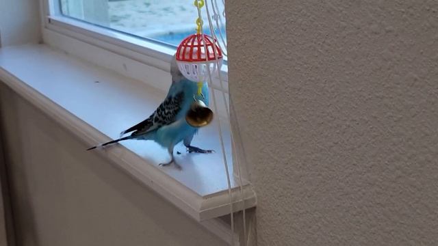 Tapping bell on the window ledge! - Cute bird - parakeet - budgie смотреть онлайн
