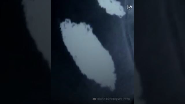 Человек, который съел самолёт смотреть онлайн