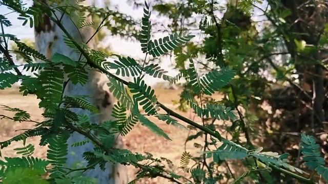 Beautiful Tree Swaying in The Wind 4K Video смотреть онлайн