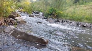 РУТУЛЬСКИЙ РАЙОН Село Нижний Катрух