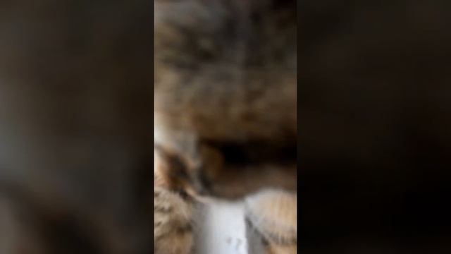 My cat was sleeping in the windows 2nd😹 смотреть онлайн