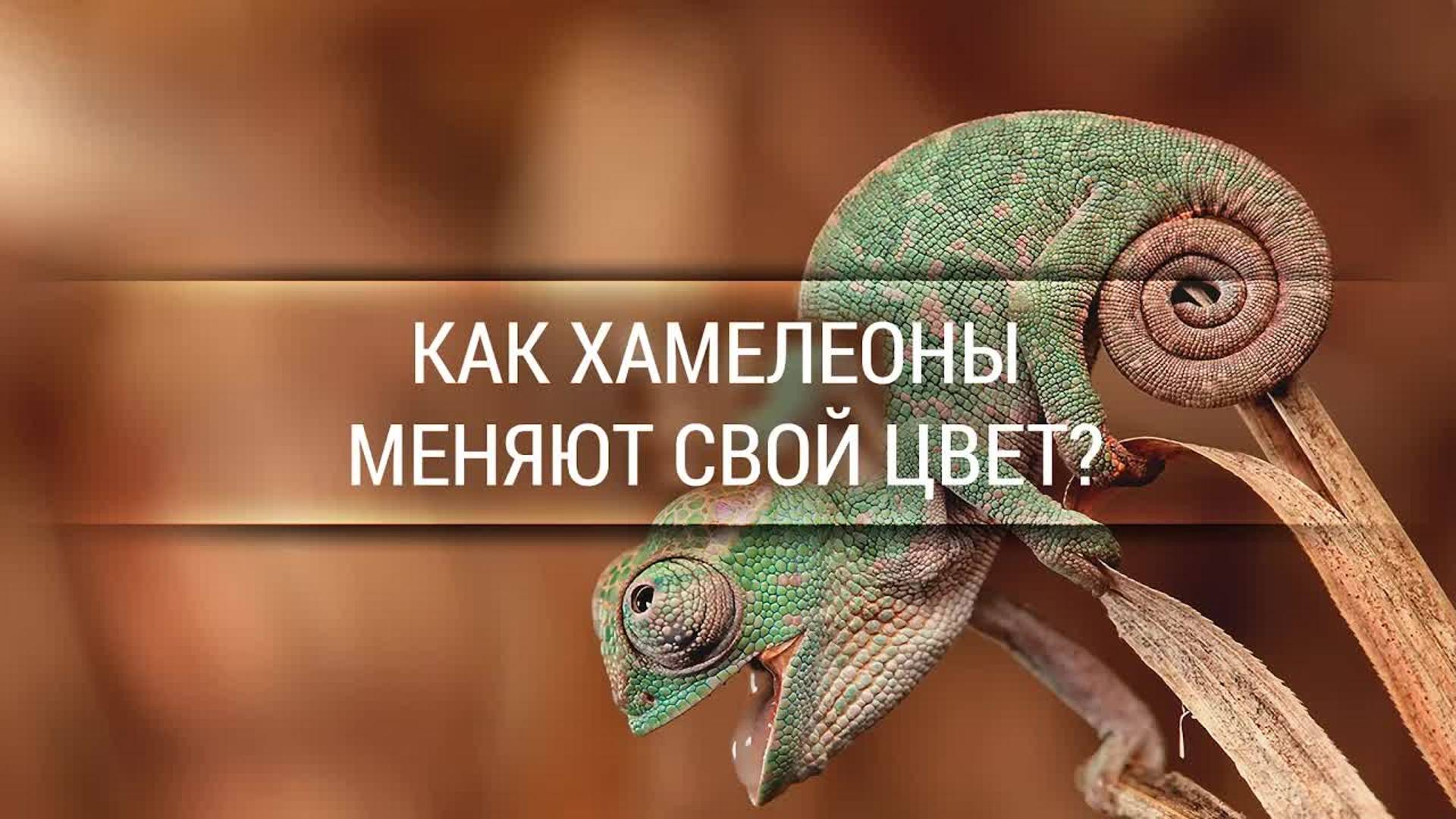 [Veritasium] Как хамелеоны меняют свой цвет? смотреть онлайн