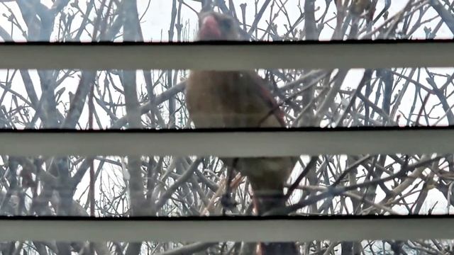 Who is pecking at my window? смотреть онлайн