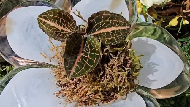 1Д. Орхидеи Драгоценные. Создание флорариума / Orchid Jewel. Creation of a florarium смотреть онлайн