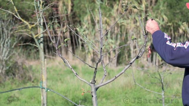 RESHAPING an APPLE TREE in 3 YEARS | Pruning Fruit Trees смотреть онлайн