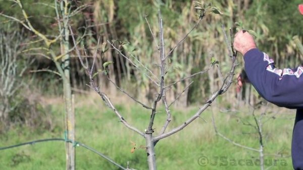 RESHAPING an APPLE TREE in 3 YEARS | Pruning Fruit Trees