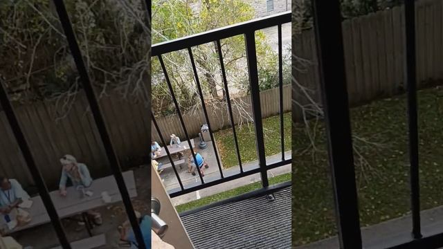 cackling hens screeching under my window AGAIN Saturday 3:44pm смотреть онлайн