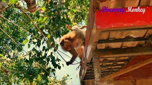 OMG, Really broken heart million pieces baby monkey Tesla stuck steel net crying seizure for help. смотреть онлайн