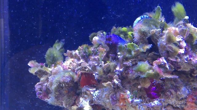 Rock structure and first fish RSM s-500 LED смотреть онлайн