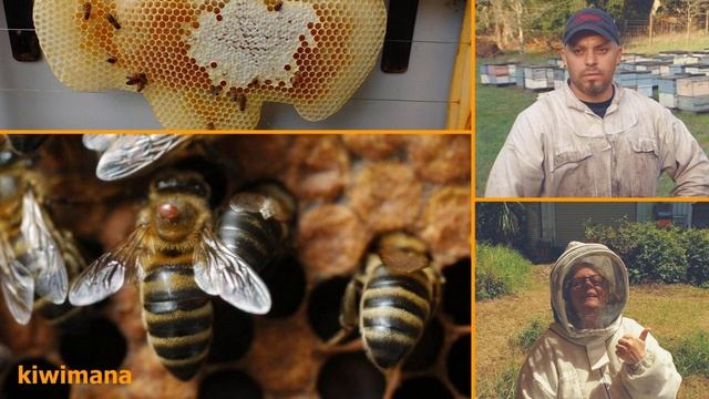Vanquish the Varroa – KM121 смотреть онлайн