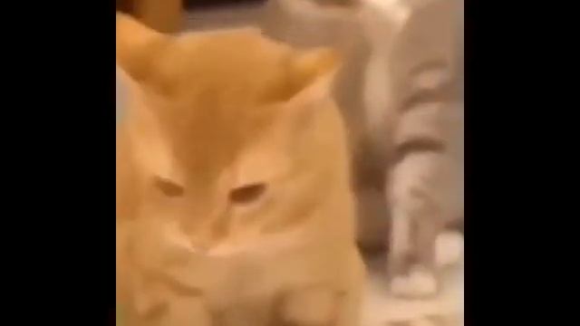 cat gagging with windows background sound смотреть онлайн