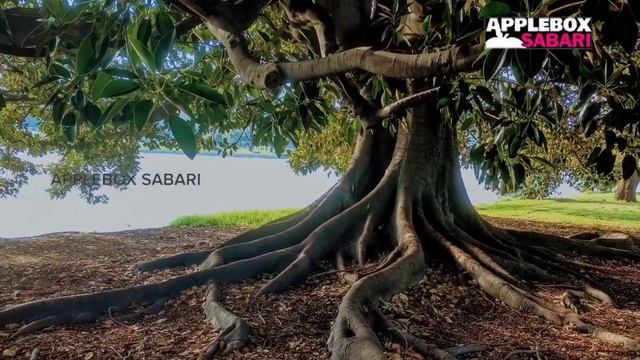 அதிசய மரம் | Magical Tree| Motivational Story in Tamil | AppleBox Sabari смотреть онлайн
