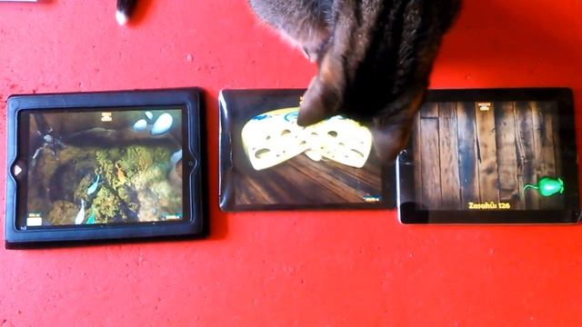 iPad triple screen with our games for cats смотреть онлайн