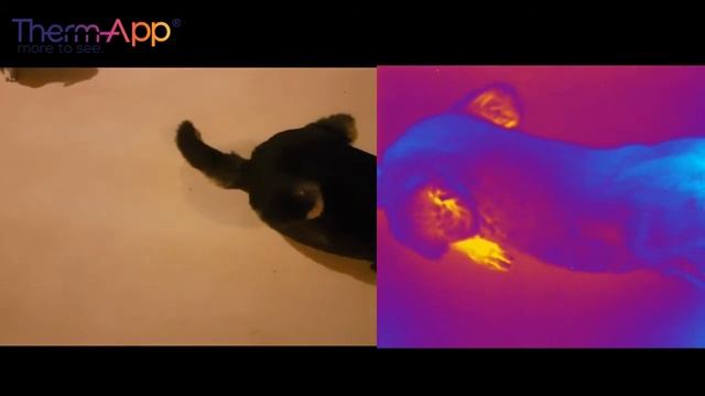 Therm-App for Veterinary Applications смотреть онлайн