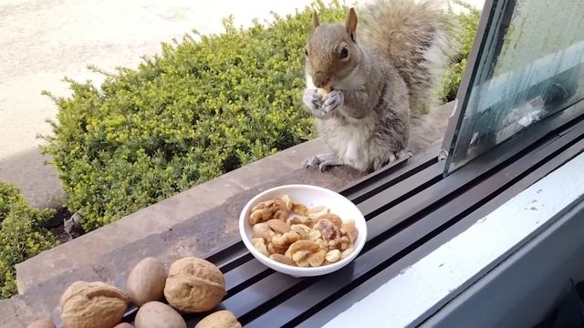 Do squirrels prefer nuts in shell or without shell? смотреть онлайн