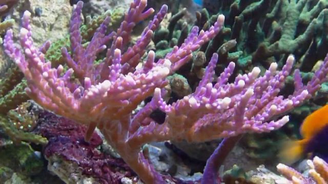 Seawater Tank - Meerwasseraquarium