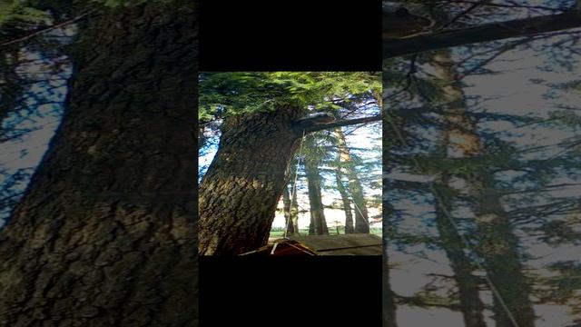 Давайте знакомиться.Белочка. смотреть онлайн