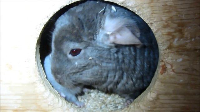 Шиншилла с малышом смотреть онлайн