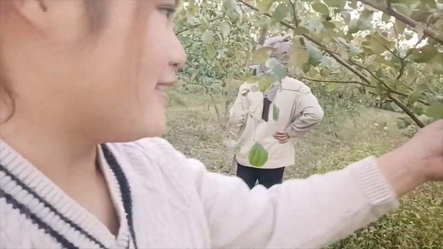 Chop apples so that the tree can grow new - Thu Hien Farm смотреть онлайн