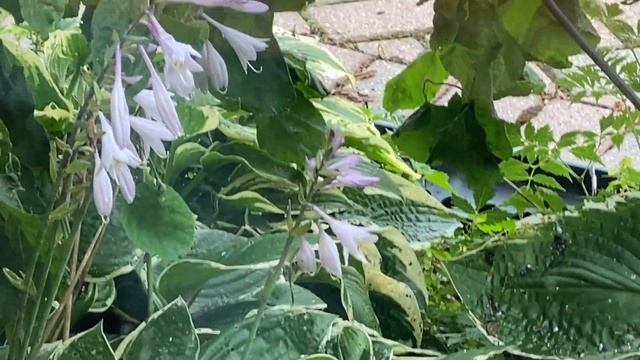 Hummingbird visitor outside my office window смотреть онлайн